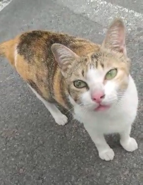 AAsome13's tweet photo. #namethiscat
#AWAsomecats
#Rescuecats
#AdoptDontShop https://t.co/QLQle7RHj4