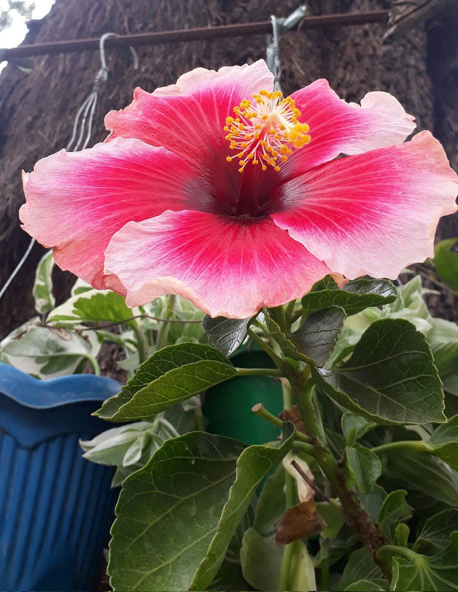 Swane47688833's tweet photo. #HibiscusWednesday #FlowerPhotoOfTheDay
#flowerphotography #flowersbeauty
#HibiscusCollection #gardenbeauty https://t.co/VyJFyOcZCX