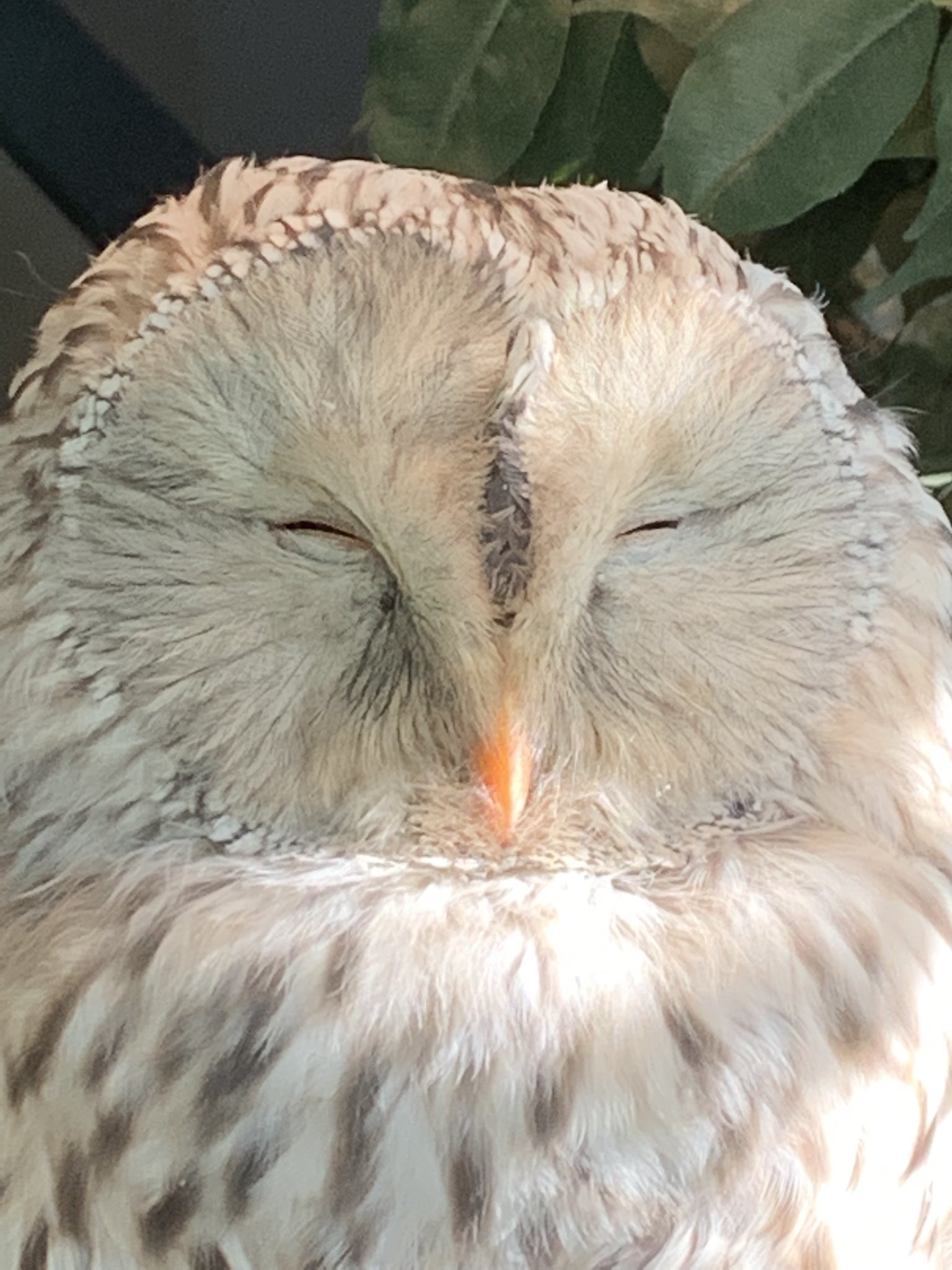鎌倉乃フクロウの森 Kamakuraowl Twitter