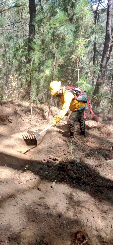 TNoticiasMexic1's tweet image. #LOCAL | Confirman que los  #Zacatuches trabajan en la construcción de brecha #cortafuego en las inmediaciones del hípico de la Colonia del Bosque de #Cuernavaca.