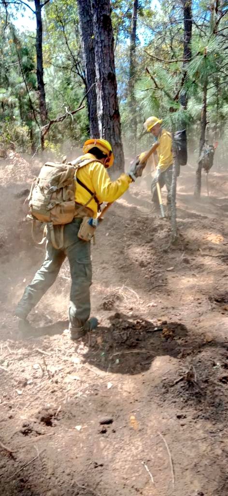TNoticiasMexic1's tweet image. #LOCAL | Confirman que los  #Zacatuches trabajan en la construcción de brecha #cortafuego en las inmediaciones del hípico de la Colonia del Bosque de #Cuernavaca.