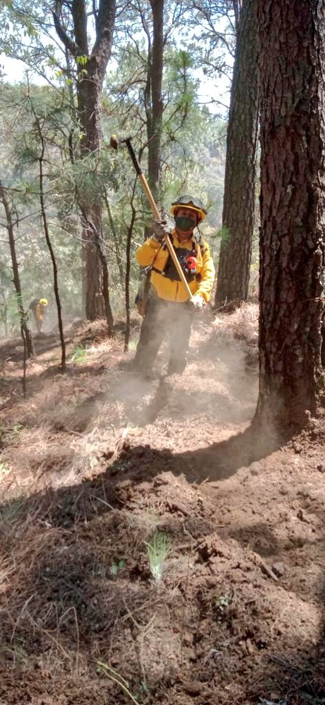 TNoticiasMexic1's tweet image. #LOCAL | Confirman que los  #Zacatuches trabajan en la construcción de brecha #cortafuego en las inmediaciones del hípico de la Colonia del Bosque de #Cuernavaca.