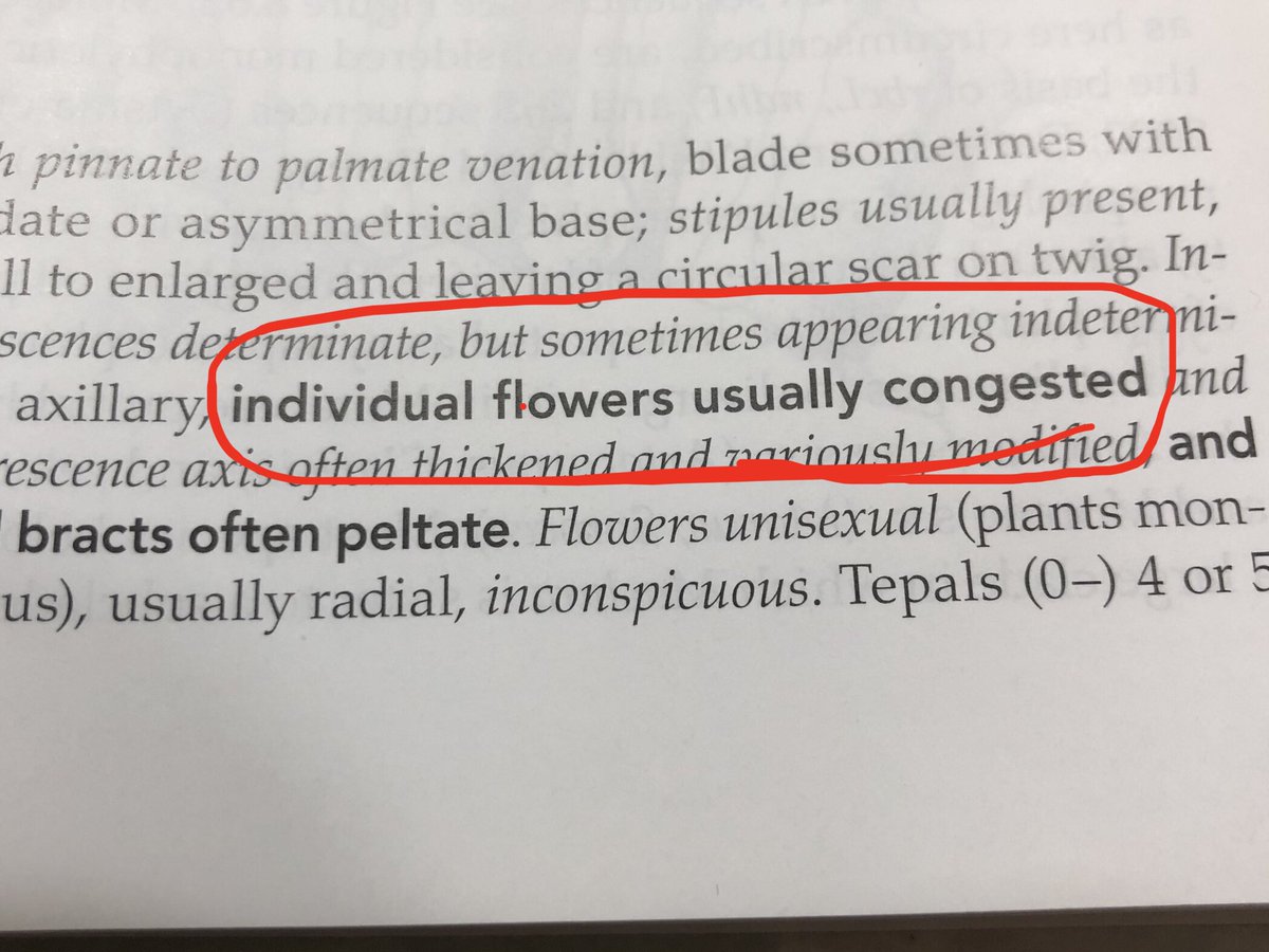 Maybe plants have pollen allergies too? Can’t say I sympathize. #Moraceae #Botany
