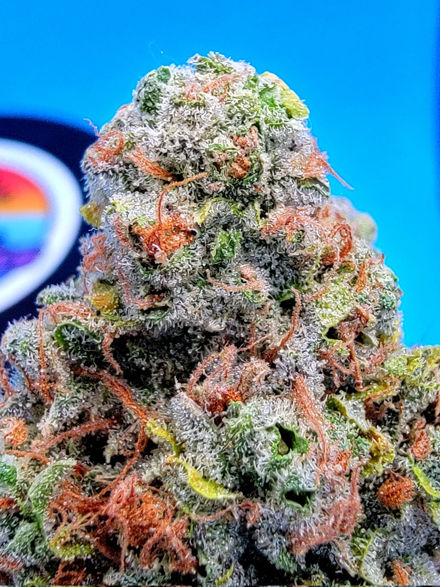 Florida Pie, one more for Terpy Tuesday! #Mmemberville #StonerFam #CannabisCommunity