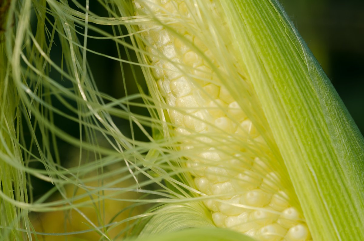 ISAAASciSpeaks's tweet photo. A study conducted by researchers at the National Crops Resources Research Institute in Uganda shows that Bt maize #MON810 exhibits protection against maize #stemborers. Read details in #CropBiotechUpdate: https://t.co/kpLhhgr0Ww https://t.co/hkND0TnkRt