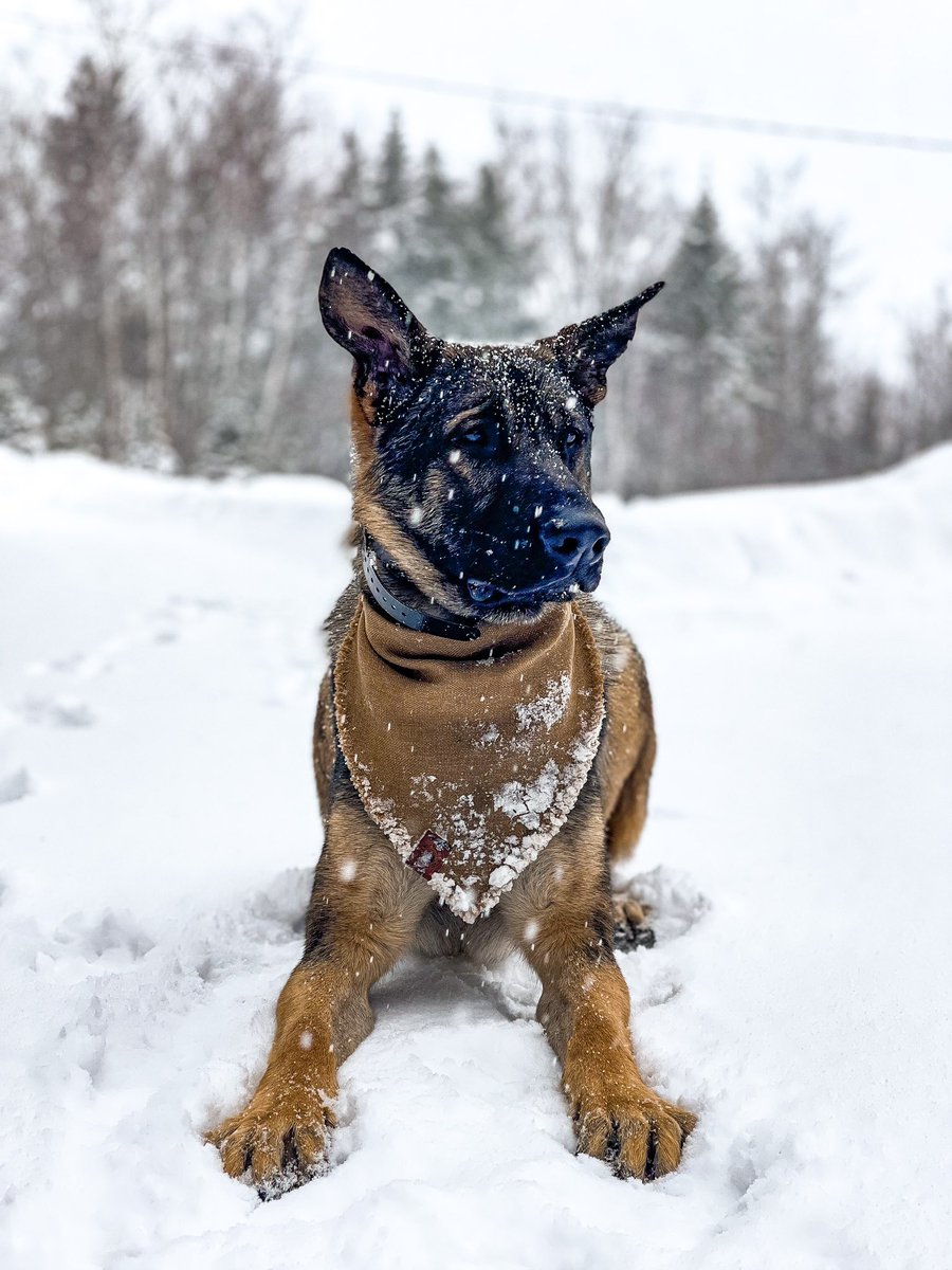 If I had a dollar for every time this platform made me verify myself, I would have a lot of dollars 🙃 like I’m pretty sure I’m not a bot. 
So enjoy Torin looking cute in our latest snow storm 🥰 #imreal #twitterdogcommunity #DogsofTwittter