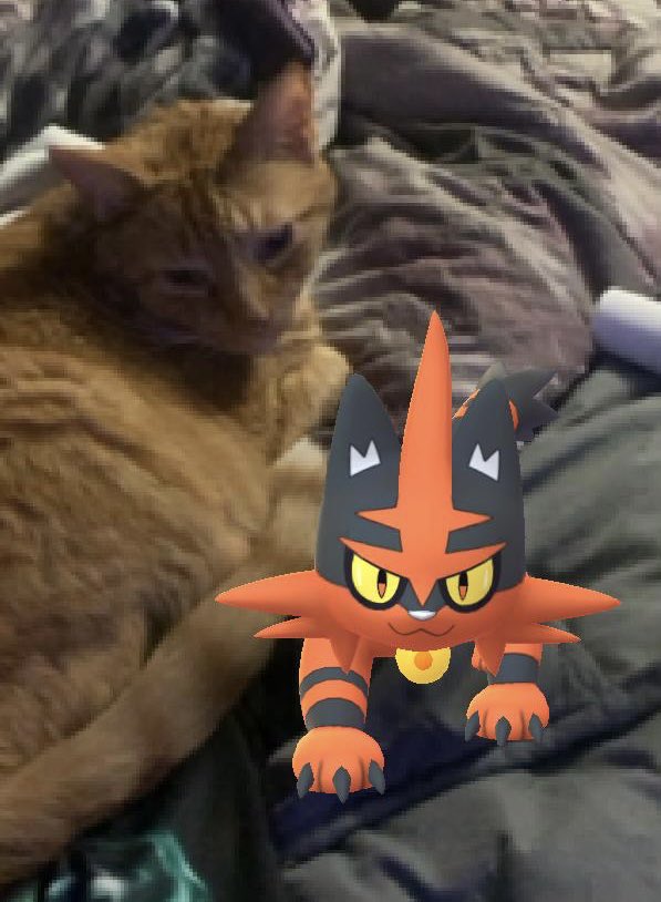 Twinsies lol <a href="/PokemonGoApp/">Pokémon GO</a> #Pokemon #lionblaze #CatsLivesMatter