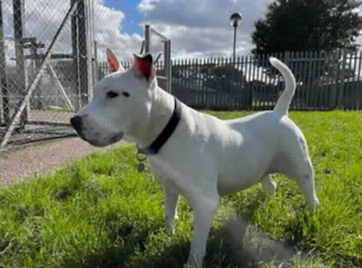 AdoptionsUk's tweet photo. Please retweet to help Charlie find a home #HERTFORDSHIRE #ENGLAND 

Aged about 8, affectionate, looking for an adult home as the only pet. Huge lover of cheese, please share to help?
DETAILS or APPLY 👇
https://t.co/tea5q2qvcg…
#dogs #DogsofTwittter #pets https://t.co/gtRGvsFa3n