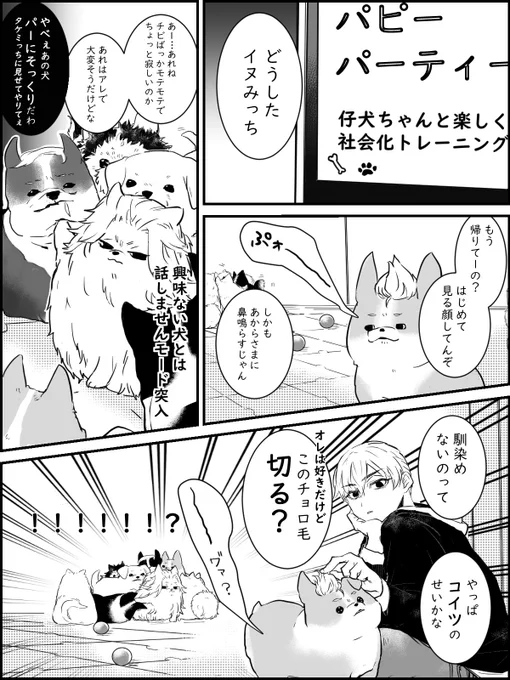 同棲してるマイ武さん家の🐶
トサカを守るための頭突き 