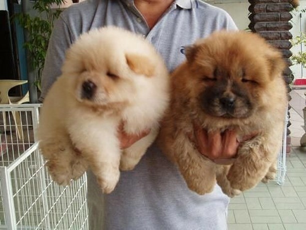 DogNeedsBest's tweet photo. Puppies are born to be loved unconditionally.
#dogs #dogsofinstagram #doglover #chowchow #cutedogs #instadog #instapet #DogNeedsBest https://t.co/Fdi8YMYAzO