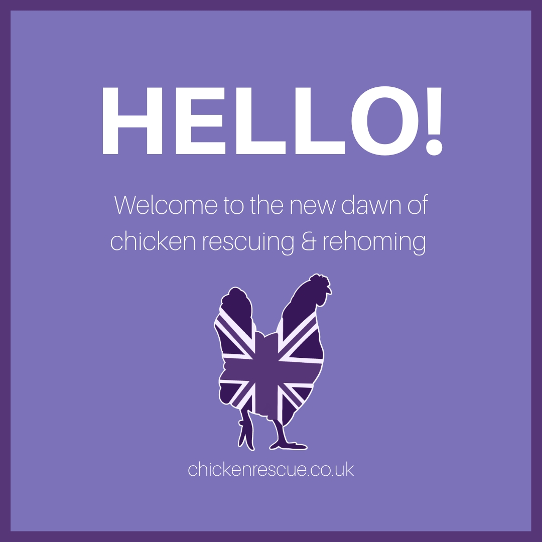 ChickenRescueUK's tweet photo. We are made up of volunteers with years and years of practical and organisational experience re-homing all types of poultry with other groups.
#chickenrescueuk #chickenrescue #fromfarmtofamily https://t.co/RWFqWQYooZ