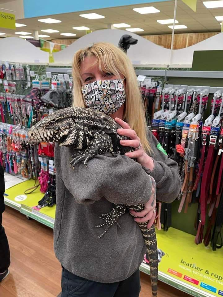 Julie our assistant manager had this lovely guy in for a harness fitting .💚🦎