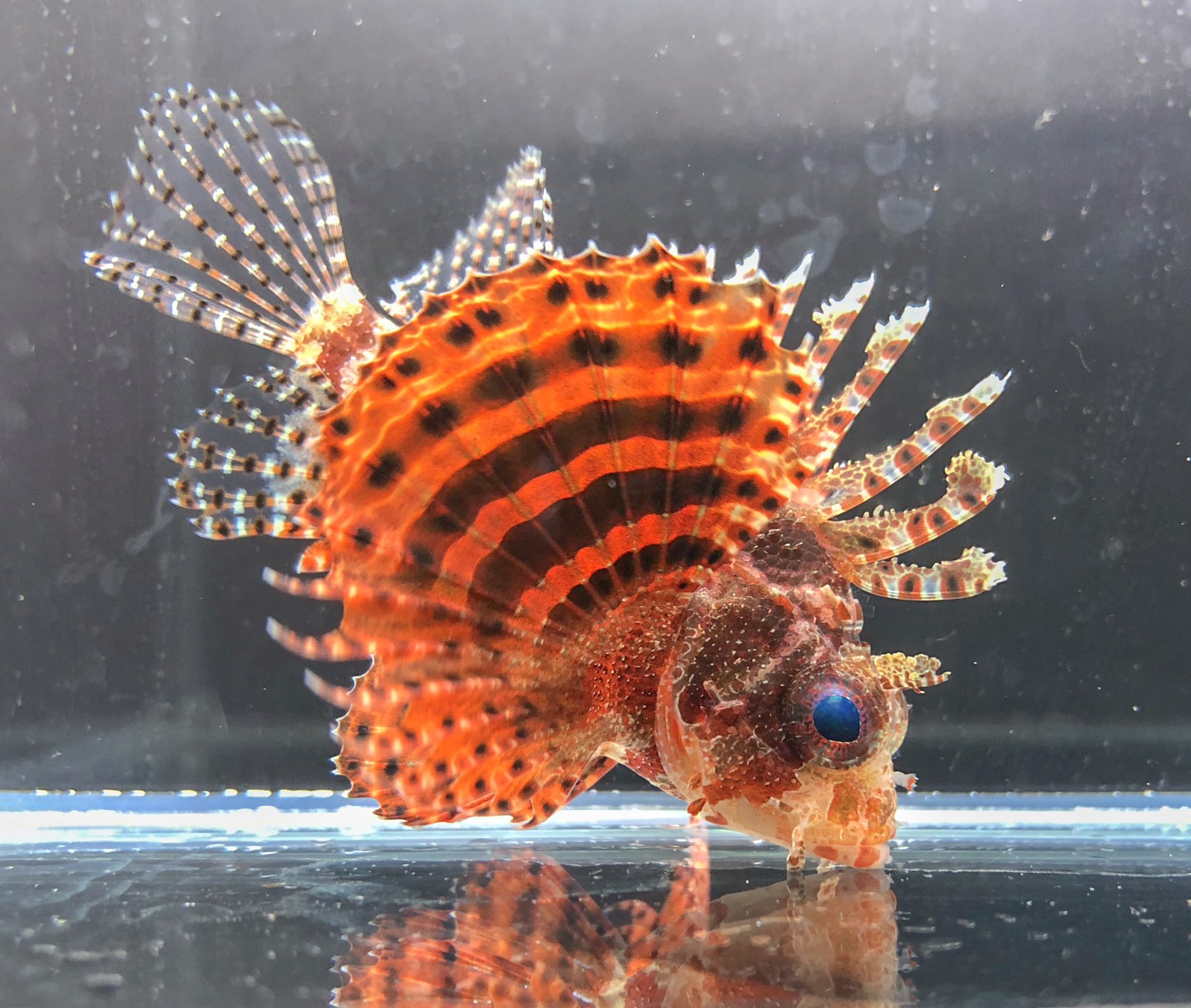 岡田金魚店 ちょっと入荷しました 海水魚 シマヒメヤマノカミレッド 真っ赤でとても綺麗です クモウツボ 柄も綺麗で飼育しやすいです スターリードラゴネット 真っ赤なスクーター 熱帯魚 ノーザンバラムンディ 久々 他 カラープロキロ や
