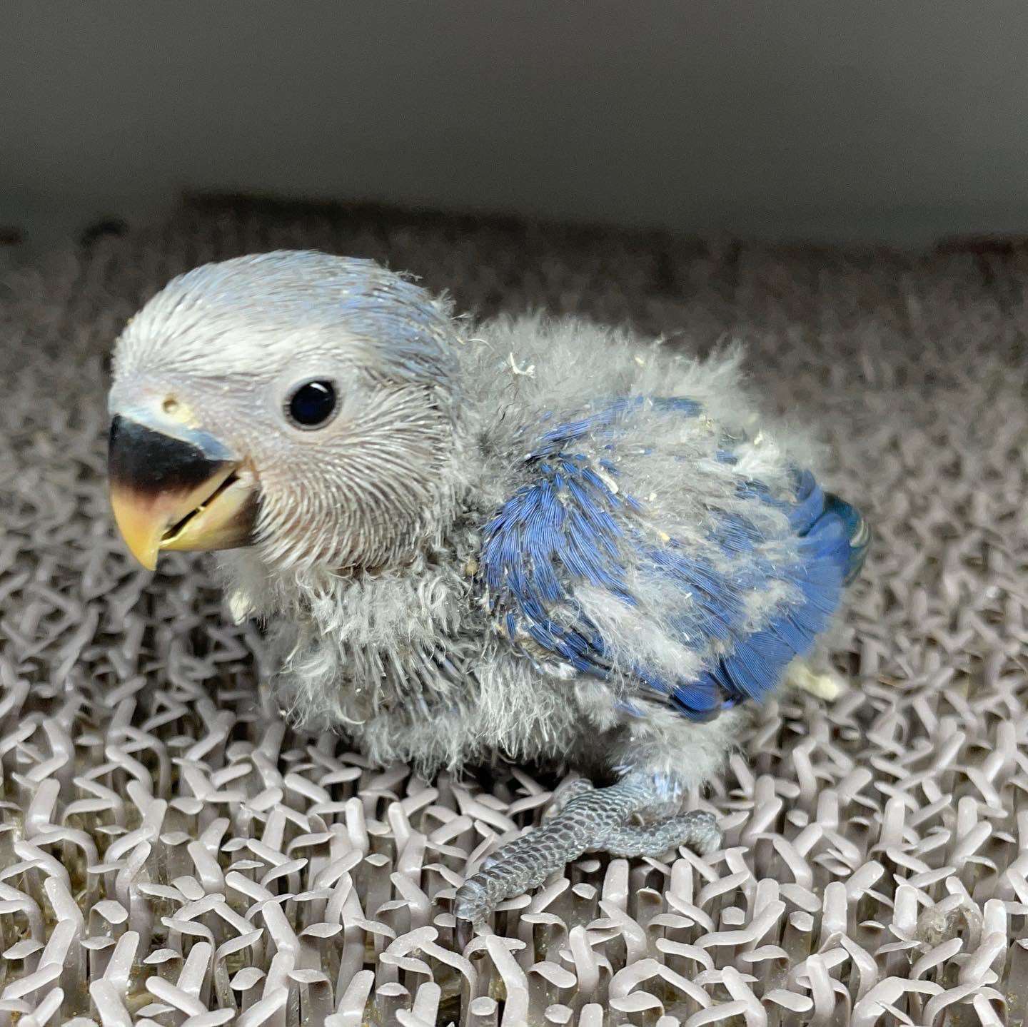 Mickey Gon新座店 アクアリウム エキゾチック こちらも大人気 コザクラインコバイオレットの雛 1羽のみです コザクラインコバイオレット コザクラインコ雛 コザクラインコ部 ラブバード T Co Blruel1g94 Twitter