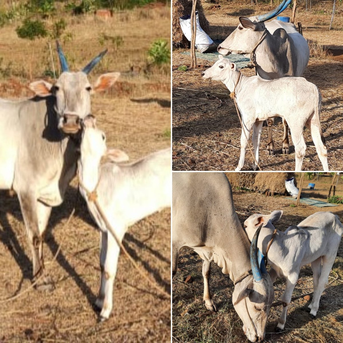 darpanmirroring's tweet photo. Darpan Ashram's newest kid Kaveri is growing up fast and is inseparable from Ma Saraswati.  The affection between Mother &amp; daughter is so nice to watch.
#Cows #indiancows #agriculture #farming https://t.co/vvMuDdG3wh