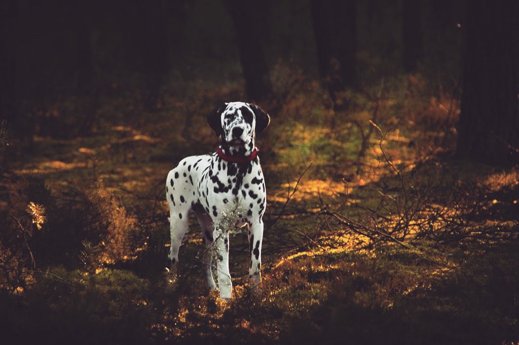 We absolutely love the golden hour! What about you? 

#twitterdogcommunity