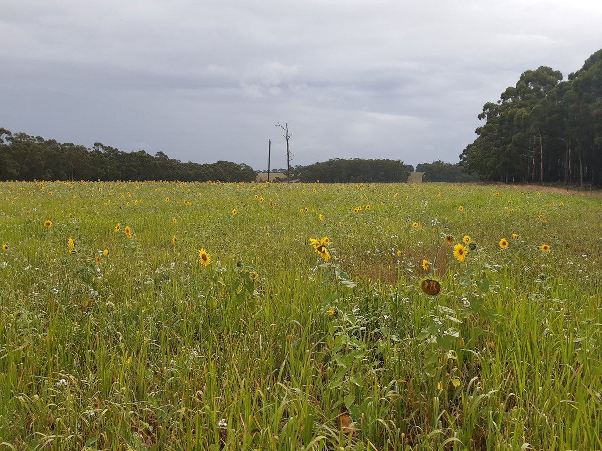 Aus Cover Cropping tweet media