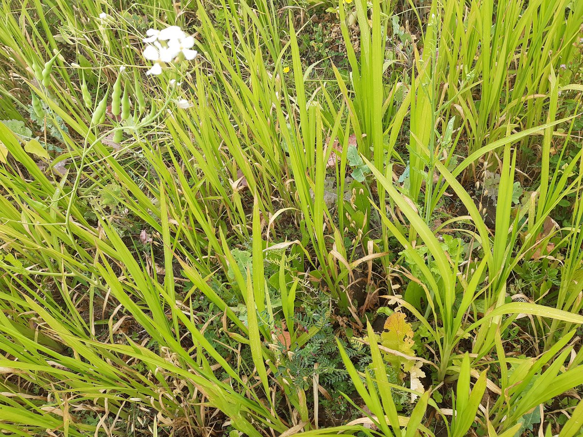 Aus Cover Cropping tweet media