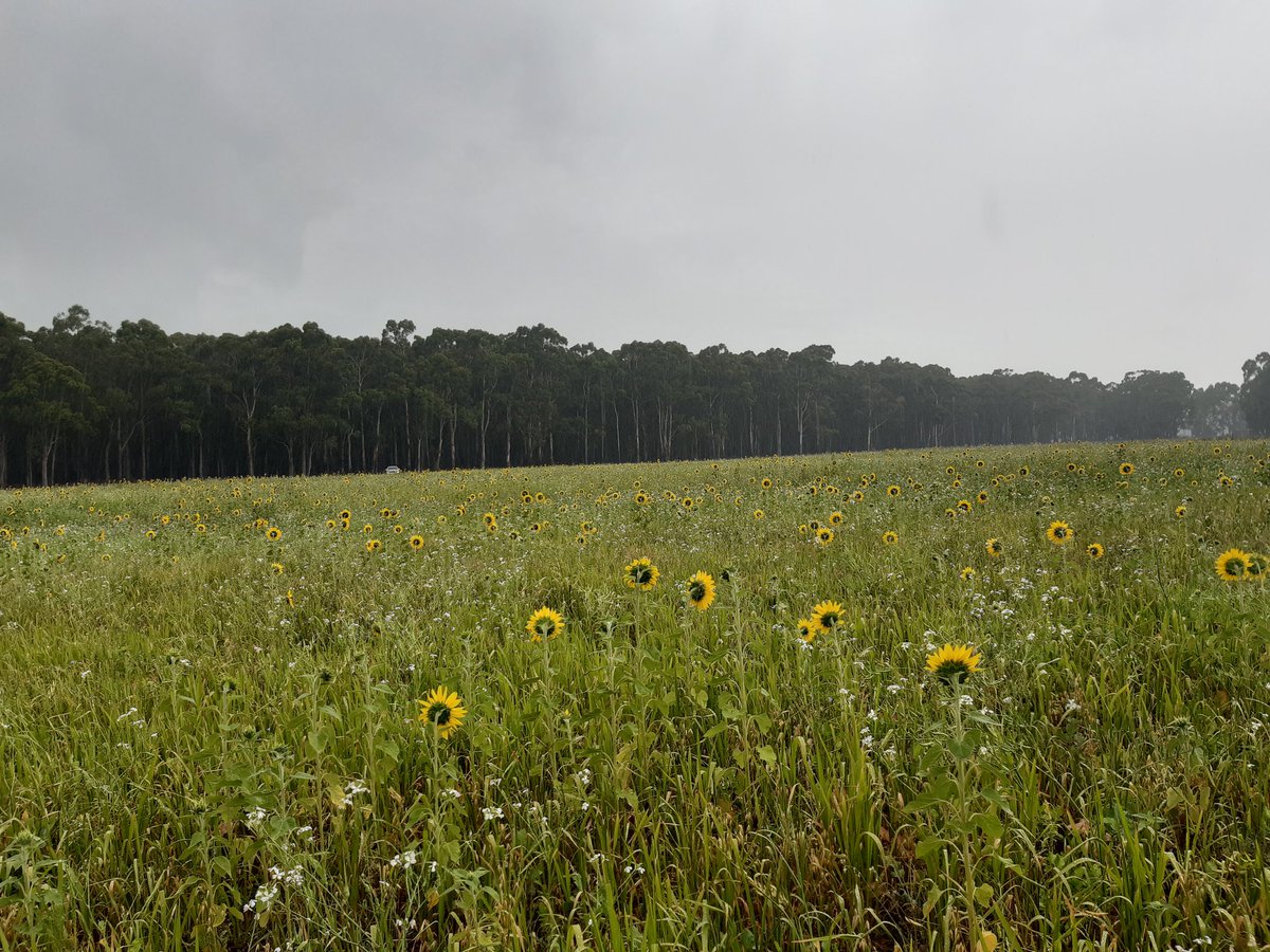 Out and about in Southwest Vic in a tough paddock with summer cover crop doing quite well 
#covercrops 
#soilhealth
