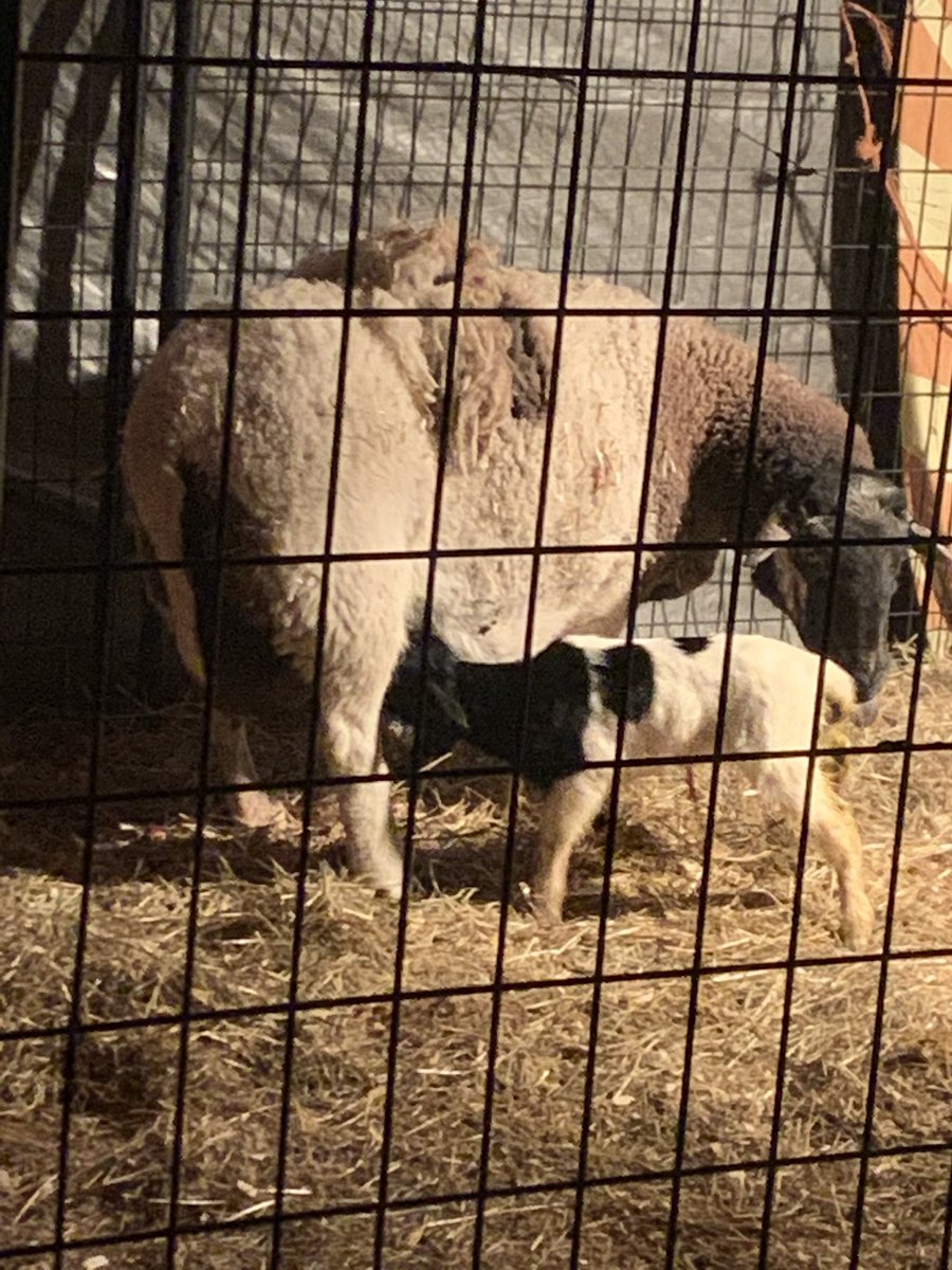 smithswifeheidi's tweet photo. Helped this little lamb lady earthside tonight. https://t.co/kaOIvfdNkt