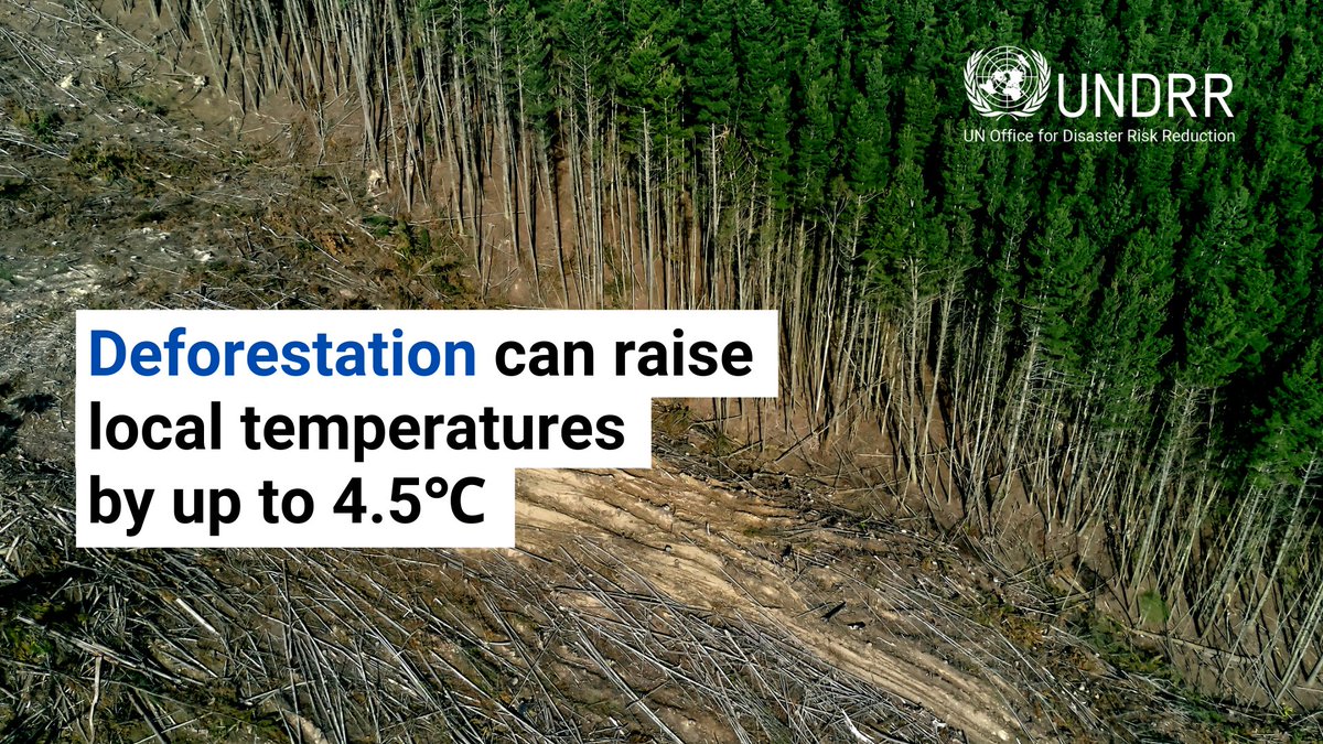 UNDRR's tweet photo. ❗A study has found that deforestation can even raise temperatures in undisturbed forests up to 6km away. https://t.co/gD5opl4t6y https://t.co/VNsjKiYplc