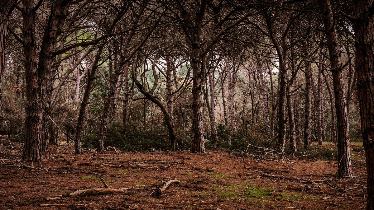 A Jurassic scene on the Tuscany coastline.
#landscapephotography #Woodland #NaturePhotography #trees