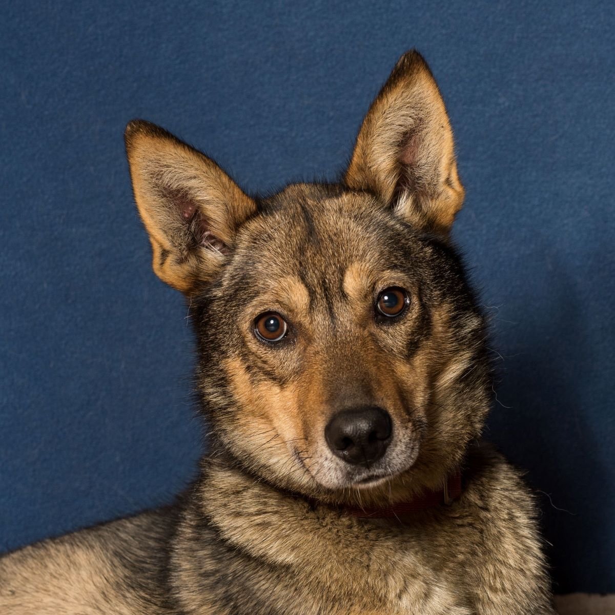 SledDogADay's tweet photo. Hermione from Riley Dyche's  Dark Horse Racing Kennel is the Sled Dog of the Day! She is currently on the Iditarod trail with her friends - she made it over 800 miles on the trail last year! Many might recognize her as the sister to Crunch and ATAO's Emmy. Go Hermione and Riley! https://t.co/oJ6vP5GbY2
