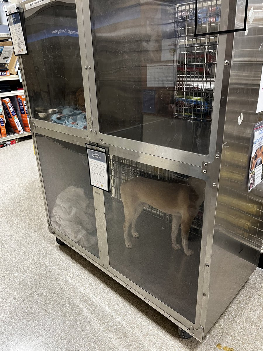 macilakey's tweet photo. Hey @PetSmart @PetSmartChariTs you suck. Alliance Town Center location. 8:30 PM, right before close. NO water in the dogs’ bowls, no toys, no staff ANYWHERE. The bottom dog is crying loudly for attention. You are disgusting. https://t.co/uladhbsFEg