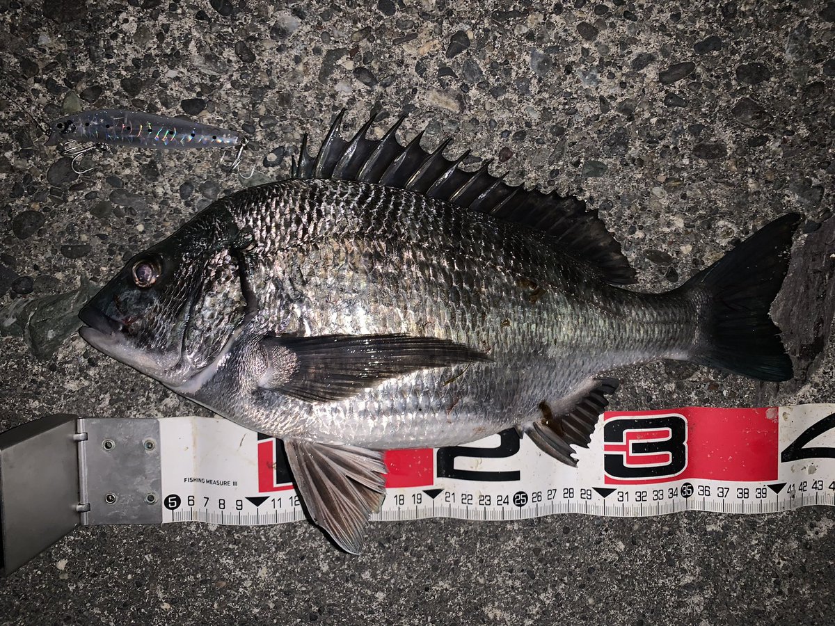 usageccyu33's tweet photo. 先週末の釣果が満足できず昨夜もチョコっと浜名湖シーバスへGO！
風もなく釣りやす��けど肝心の魚は留守気味？
なんとか、シーバスとクロダイ1本づつ釣れてくれました☆
つか、クロダイ太すぎ。。
楽しかったぁ！
#浜名湖シーバス https://t.co/kGd6fypzB2