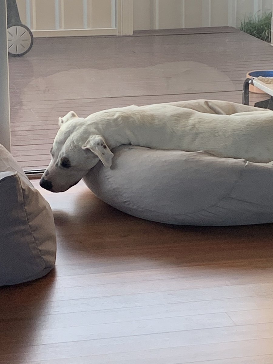 DaisyDog tweet media