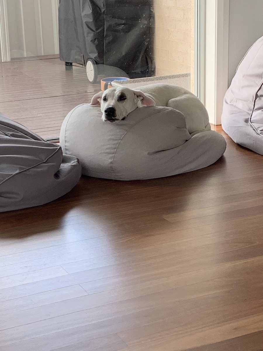 DaisyDog tweet media