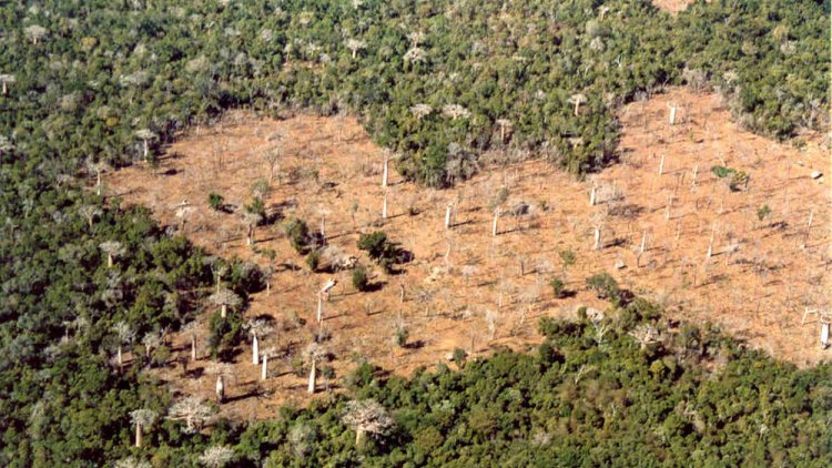 ShireenTurner's tweet photo. African forests have decreased substantially between 1990 and 2010 (a span of only 20 years), showing a remarkable loss of 74,819,000 hectares of African forest coverage, demonstrating the increasing severity of this problem over time. #39canimals https://t.co/wnMgoKDKYo https://t.co/vW7mrI6ca4