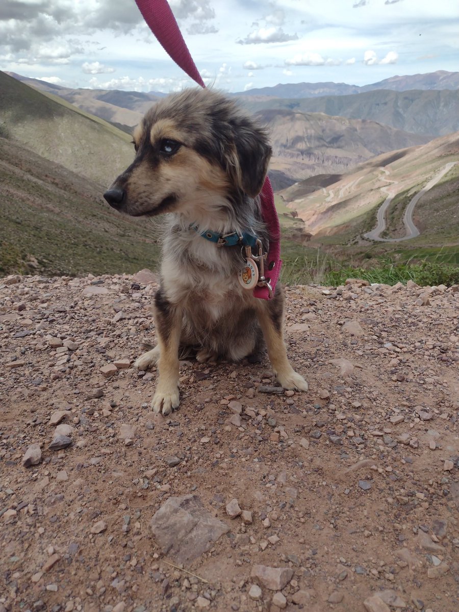 LauMiiranda's tweet photo. PITUFINA EN ADOPCIÓN ❤️ a Pitu la encontré hace menos de un mes a la vuelta de mi casa, estaba en celo y siendo acosada por 4 perros que le triplicaban el tamaño. No parece, pero es muy chiquitita, símil un caniche. Le estoy buscando LA MEJOR familia para ella porque se lo merece https://t.co/gKx7OXUuXH
