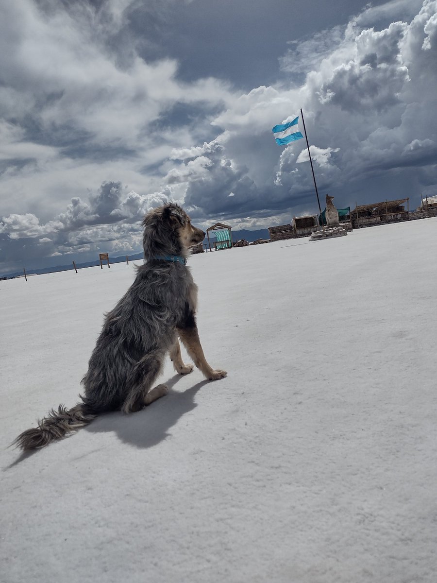 PITUFINA EN ADOPCIÓN ❤️ a Pitu la encontré hace menos de un mes a la vuelta de mi casa, estaba en celo y siendo acosada por 4 perros que le triplicaban el tamaño. No parece, pero es muy chiquitita, símil un caniche. Le estoy buscando LA MEJOR familia para ella porque se lo merece