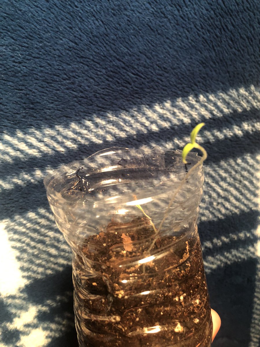 student8887's tweet photo. Plant diversity is important in maintaining good land and circulation of nutrients. I put some garlic in soil and instead these two stow aways sprouted in its place! Excited to see what this turns out to be. @franklinlorax #apesland https://t.co/32n9cbdB9T