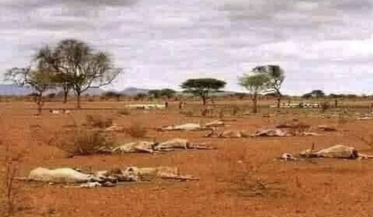 chaltusiraj's tweet photo. Man-made humanitarian crisis &amp; famine in Oromia needs immediate attention before it becomes the worst human suffering of the 21st century! https://t.co/pB5plEc3zg @hrw @amnesty @Reuters @DRovera @USAID #OromoVoice #HumanRightsForOromo
