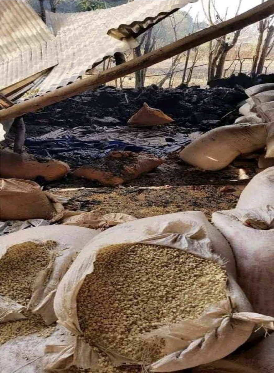 chaltusiraj's tweet photo. Oromo farmers who were feeding the entire empire have been intimidated by the Fano terrorist/Amhara militants and the ENDF/Eritrean allies who burned crops. https://t.co/OxPCs1IxYS @hrw @amnesty @Reuters @DRovera @USAID #HumanRightsForOromo #OromoVoice