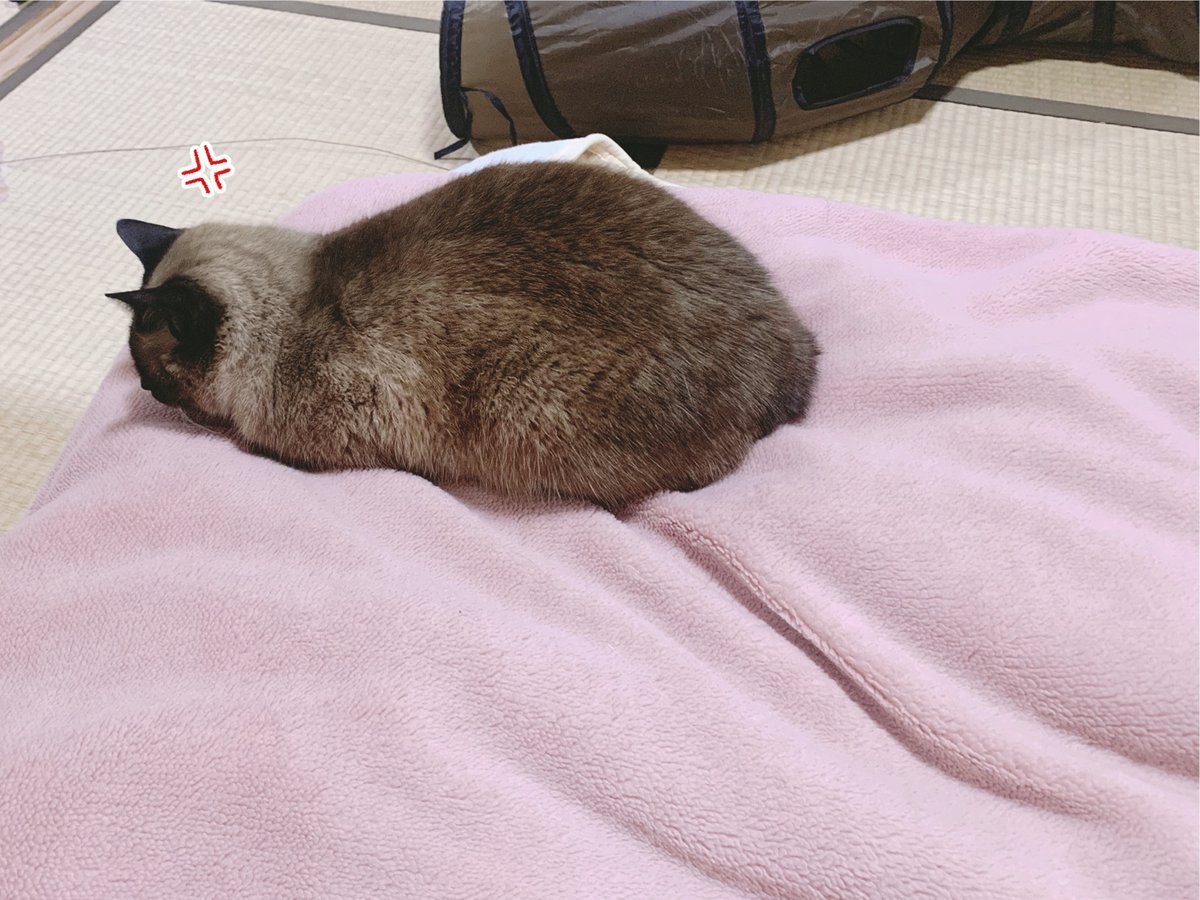 いじらしいかよ… #シャム猫あずきさんは世界の中心猫 