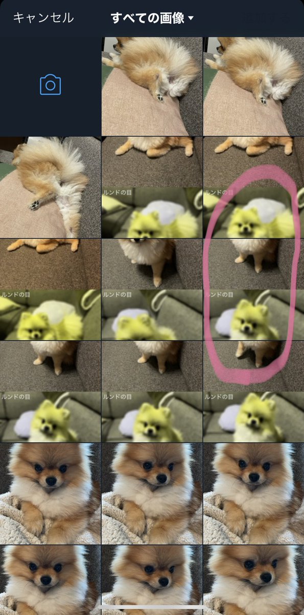 pomepome_pd's tweet photo. 犬の目カメラというものを使ってルンドを撮ったので、Twitterにあげようと思って写真を選ぶ画面を開いたら3枚目の状態になっててちょっと笑ってしまった…
犬パズル完成してる https://t.co/R82WV0VSiV