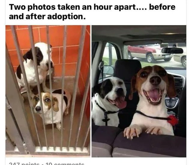 WholesomeMemes (@wholesomememe) on Twitter photo 