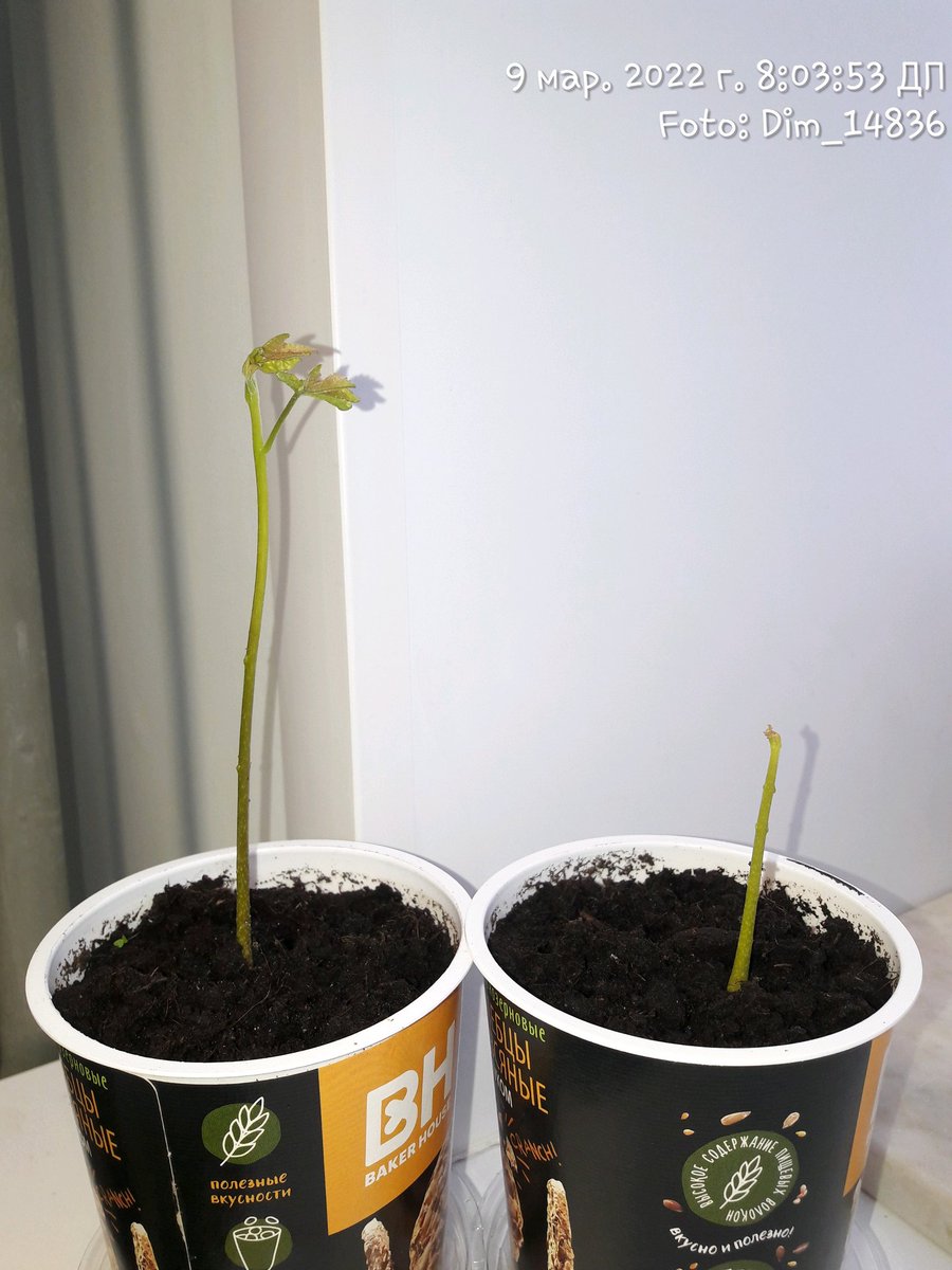 Дмитрий⚡ (@dim_14836) on Twitter photo 