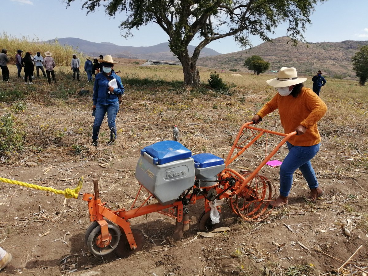 HubPSurCimmyt's tweet photo. Docentes y alumnos de la @utvco de la carrera de @agro_utvco, promoviendo la #AgriculturaParaLaPaz y la #Sustentabilidad en #Oaxaca como parte de las actividades del #HubPSur y @ACCIMMYT @CIMMYTesp en el marco del #DiaInternacionalDeLaMujer https://t.co/bSFKauRbpK