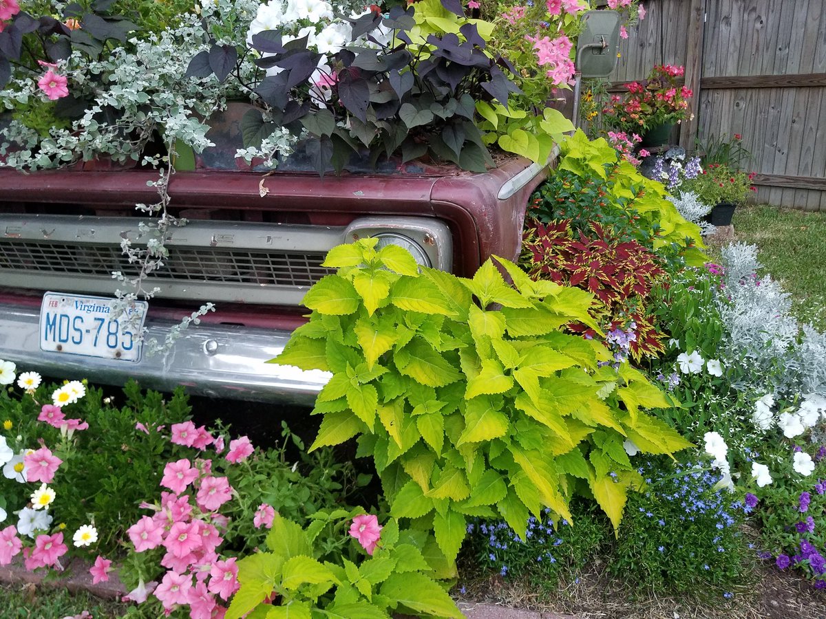 DaniStyron's tweet photo. Time to figure out where to put the flower truck this year! #63c10 #yardart #carolinaflowerbed #cmonspring @finegardening @Proven_Winners @69SweetRide https://t.co/k9cGIaPyxO