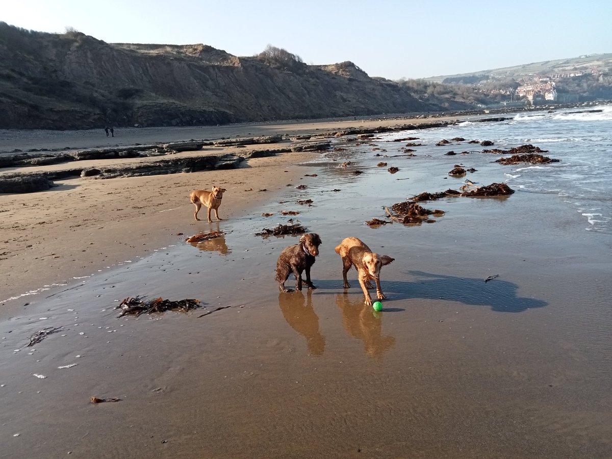 Dog walks 🐕 on the beach 🏖️ Spring is here #Dogwalks #walking #beachlife #Robinhoodsbay #dogs #DogsofTwittter #DogLover #DogsAreFamily #dogholidays #dogfriendly