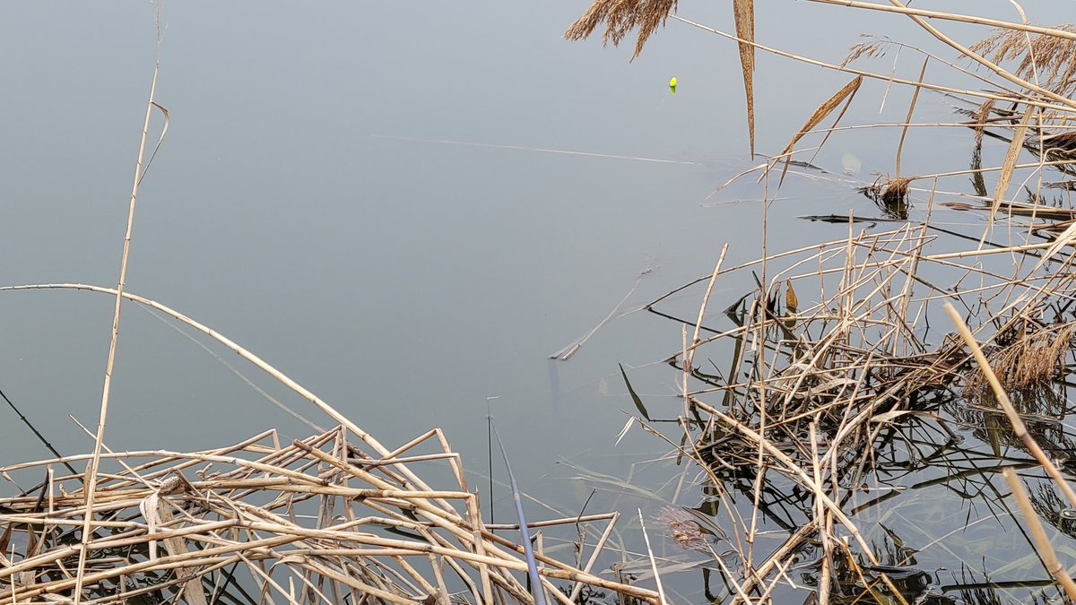 수로 연안 양사이드에 12, 15대를 수초앞에 지렁이, 떡밥을 달아 붕어를 꼬드겨 본다. 붕어랑 씨름하기 힘드네. ㅎ..