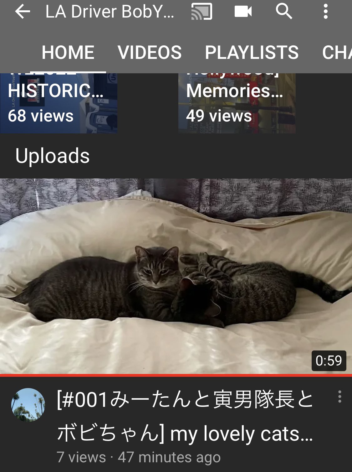 猫に癒される Twitter Search Twitter
