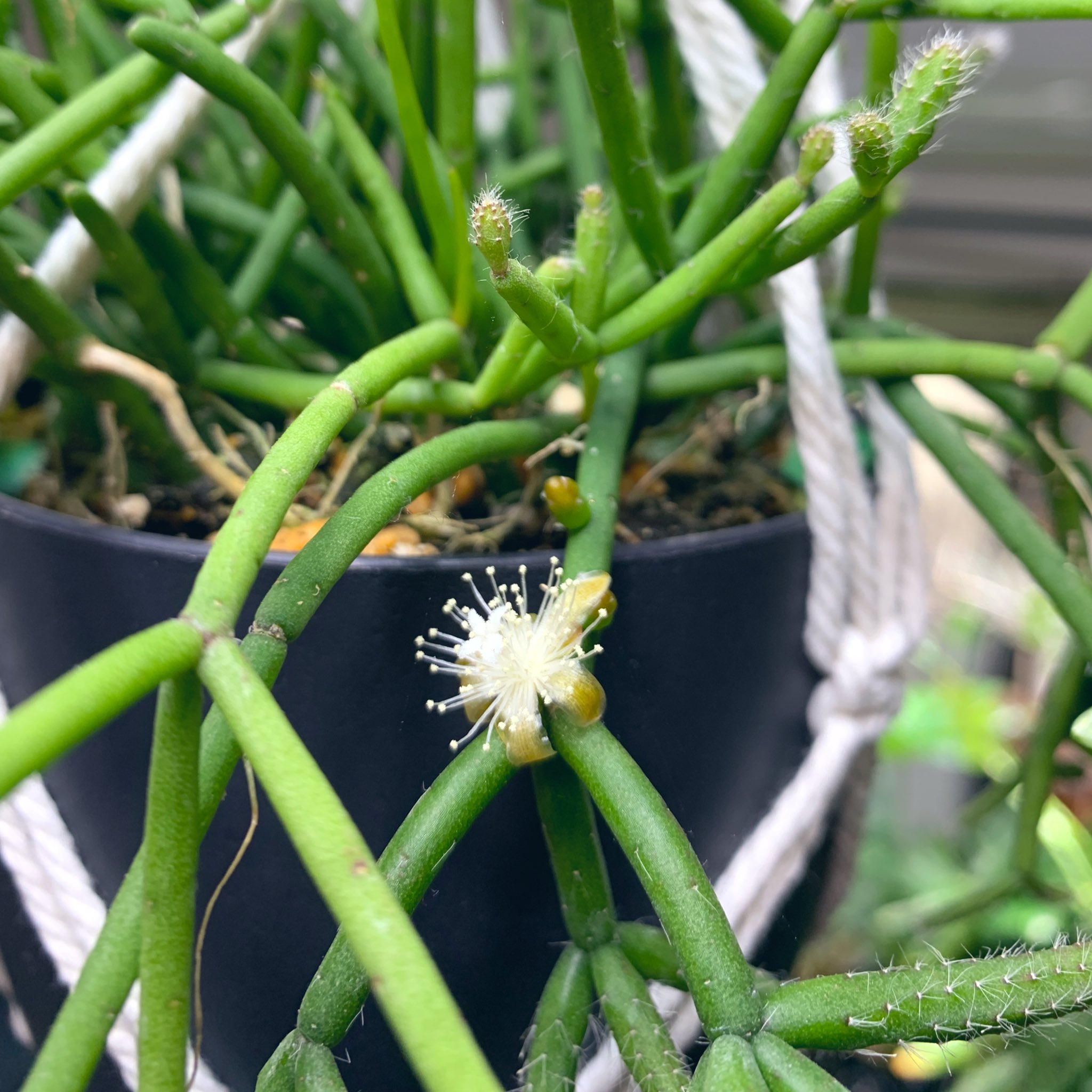 芦野公平 Kohei Ashino Auf Twitter リプサリス ヘテロクラダに小さい花が咲いてた T Co Sygmfpizlf Twitter