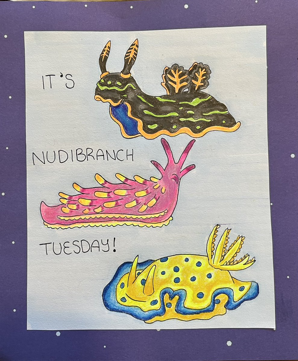 ApocahipsterArt's tweet photo. Happy #nudibranch tuesday!
#seaslugsaturday #seaslug https://t.co/ME0yH0hdtn
