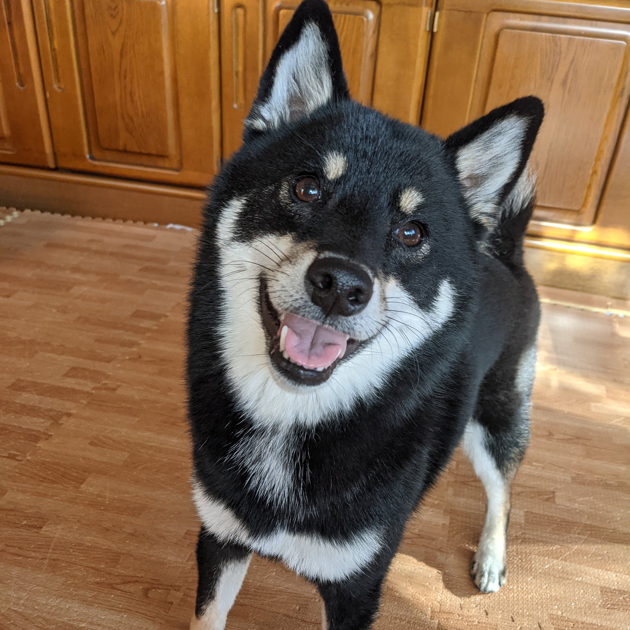 黒柴の天すけ 黒柴かわいい Shibainu Is So Cute Shibainu Kuroshiba 柴犬 黒柴 T Co Mfxzlbogto Twitter 黒柴の天すけ 黒柴かわいい Shibainu Is So Cute Shibainu Kuroshiba 柴犬 黒柴 T Co Mfxzlbogto Twitter