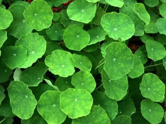 Дерево с сердцевидными листьями. Круглые листья у какого. Бурая пятнистость актинидия. Тополь дрожащий (осина) – populus tremula. Растение с круглыми листочками.